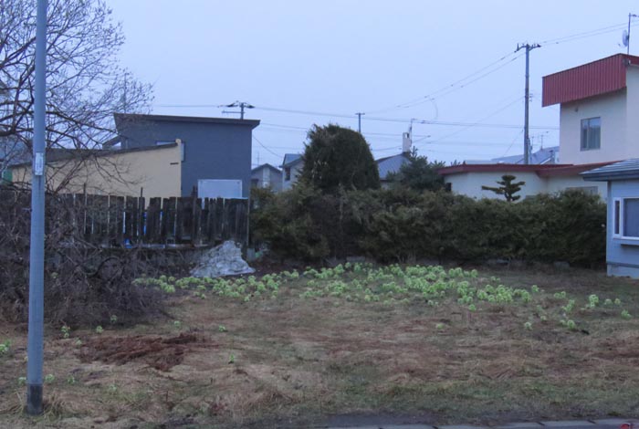 webnews�����̖k��