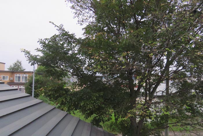 webnews�����̖k���^���̋�